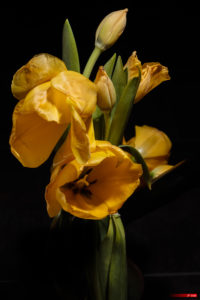 Tulip 2104-22
